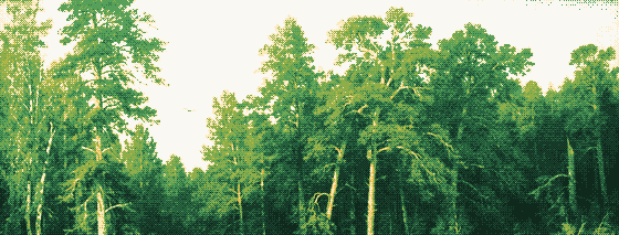 Pine Forest, Mast Timber in Vyatka Province, an 1872 painting by Ivan Shishkin, pixel-dithered